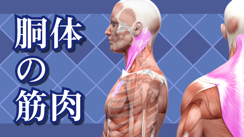 第2回 胴体の筋肉