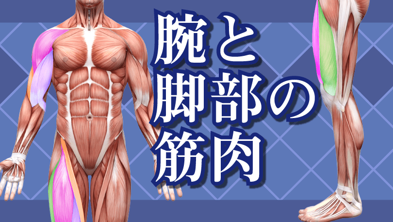 第3回 腕と脚部の筋肉