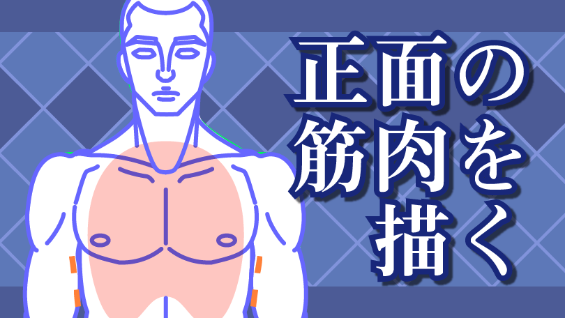 第4回 正面の筋肉を描く