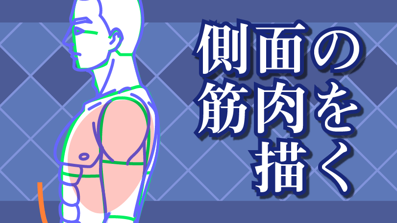 第5回 側面の筋肉を描く